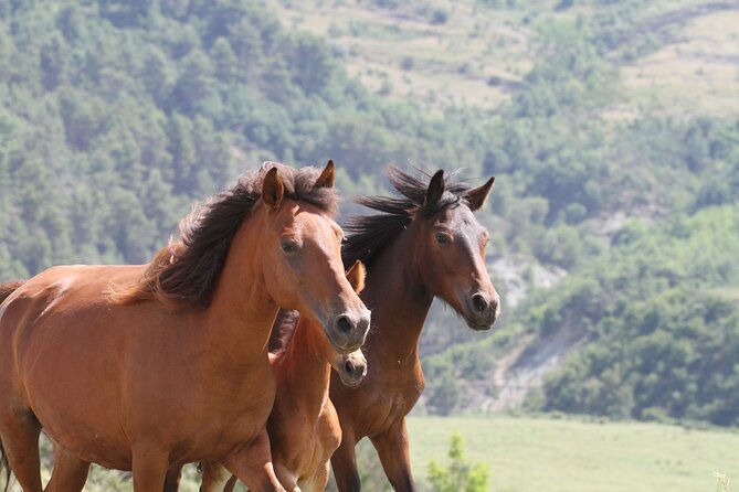 2-Hours Guided Drino's Valley Ride - What riding an Albanian horse feels like here