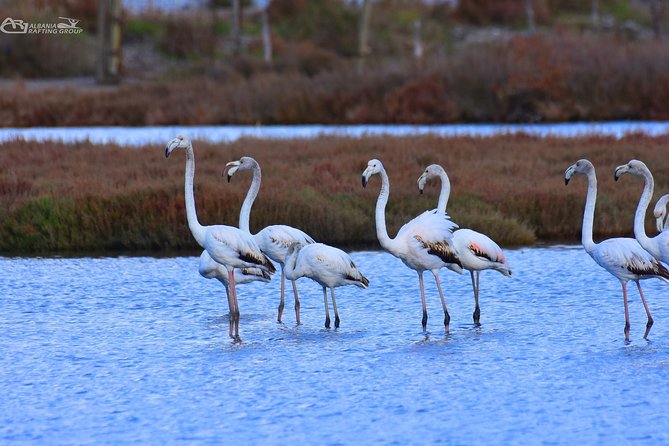 Albania Birdwatching, Kayaking, Bicycle National Park Divjaka Karavasta(ARG) - Fish lunch by the water