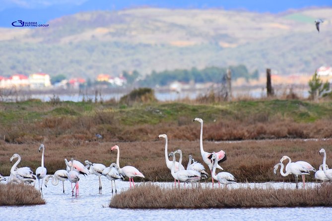 Albania Birdwatching, Kayaking, Bicycle National Park Divjaka Karavasta(ARG) - Optional SUV safari for a longer visit
