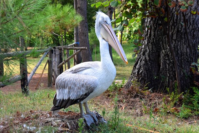 Albania Birdwatching, Kayaking, Bicycle National Park Divjaka Karavasta(ARG) - The 30-minute ride to the western lagoon