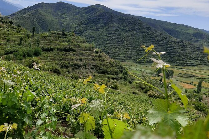 Berat 4x4 Off-Road and Vineyard Wine Tasting - A half-day plan that leaves room for Berat