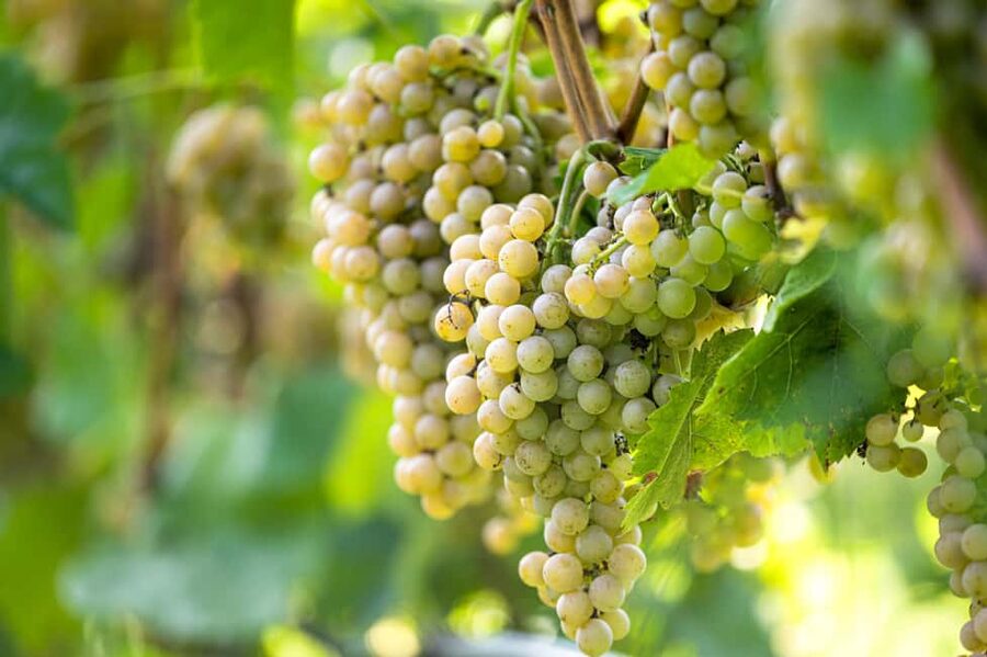 Durres Countryside Vineyards Wine Tasting & Food Pairing - Who will enjoy this Durrës wine tour most?