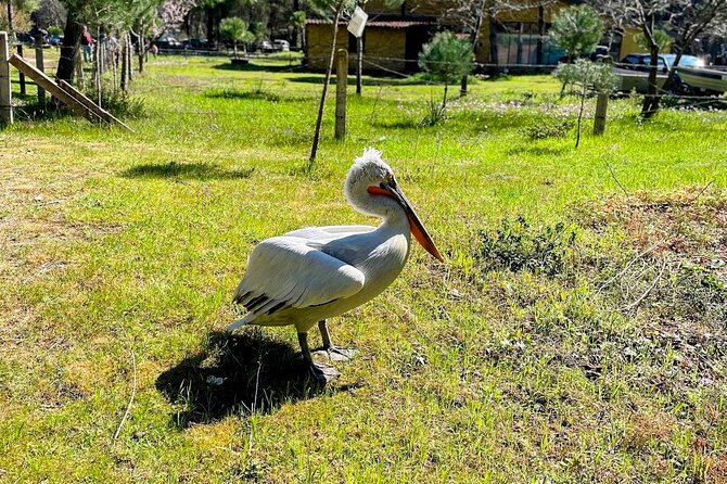 Durres & Karavasta National Park from Tirana on Luxe Land Rover - Key things to know before booking