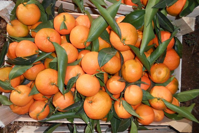 Family Mandarin Farming Tour with Traditional Cooking Lunch - A working farm near Butrint, not a polished attraction