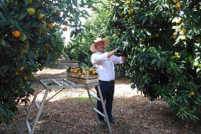 Family Mandarin Farming Tour with Traditional Cooking Lunch - Why families often find it rewarding