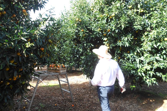 Family Mandarin Farming Tour with Traditional Cooking Lunch - The nearby Butrint setting