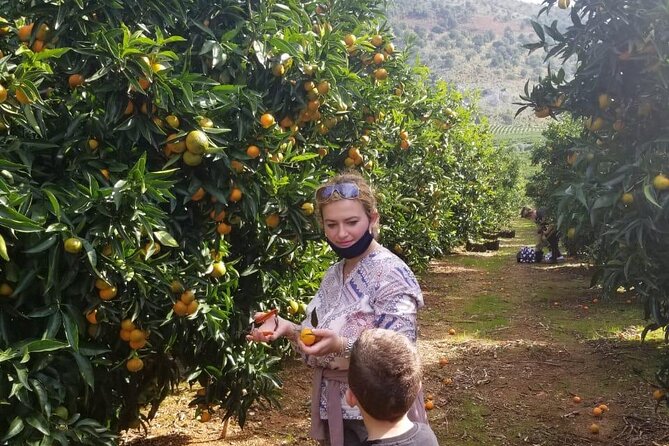 Family Mandarin Farming Tour with Traditional Cooking Lunch - Transport, timing, and the meeting point