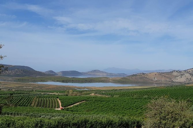 Family Mandarin Farming Tour with Traditional Cooking Lunch - The hilltop picnic beneath an olive tree
