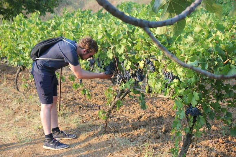 From Berat: Guided Winery Tour with Transfers and Tastings - Key points at a glance