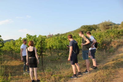 Guided Winery Tour with Transfers and Tastings