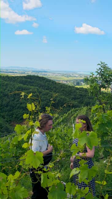 From Durrës: Albanian Wine Tasting with Vineyard & Boat Tour - Is $74 a fair price?