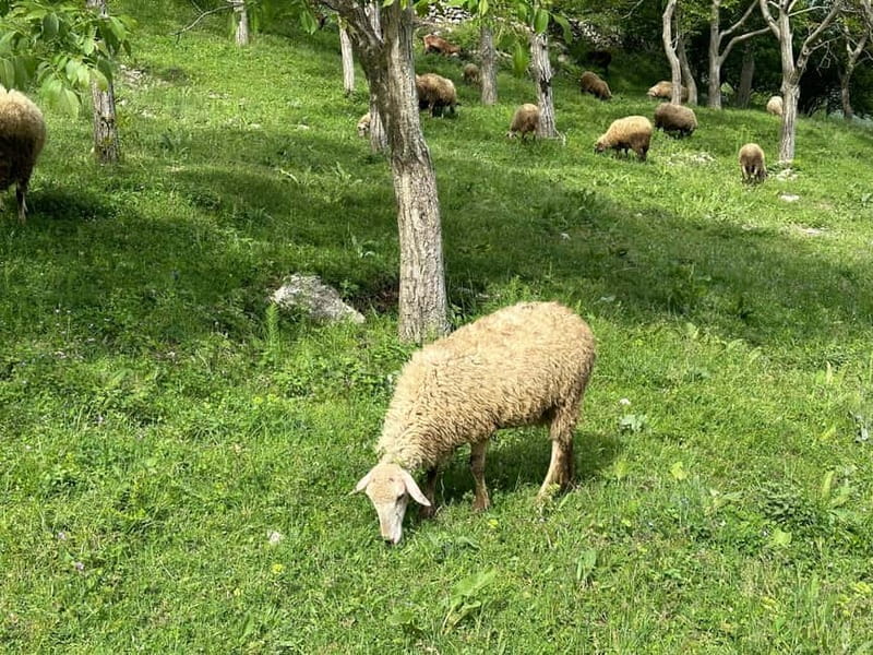 From Tirana: Bovilla Lake & Gamti Mountain Viewpoint Hike - Bovilla Canyons: a useful first taste of the countryside