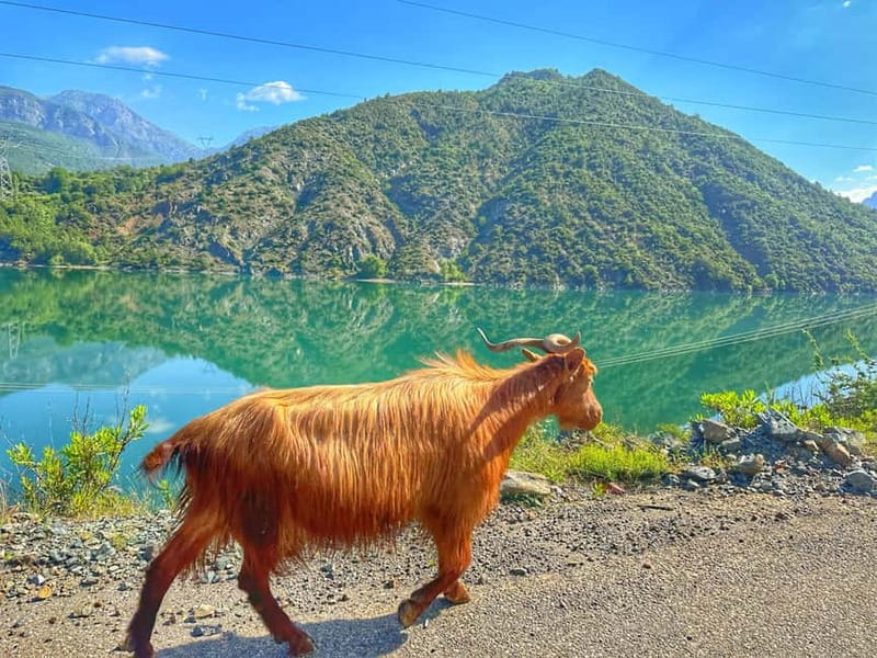 From Tirana/Shkodra: Komani Lake and Shala River Day Trip - Three hours beside the Shala River