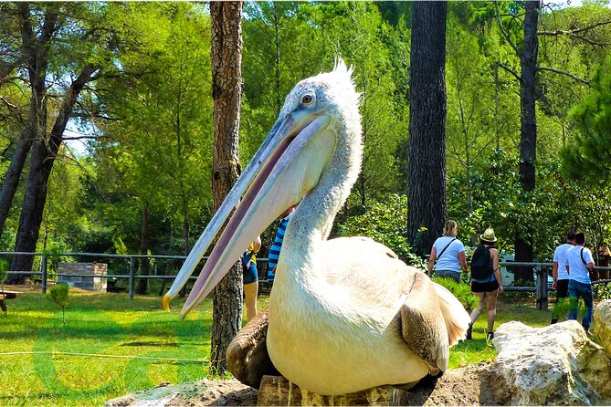 Karavasta Lagoon Adventure: Boat & Wildlife Tour from Durrës - What $94.93 buys you