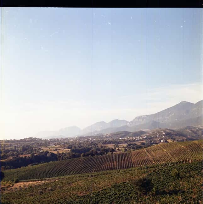 Lundër: Lundra Winery Guided Tour with Wine Tasting - Walking the vines and learning the grape cycle