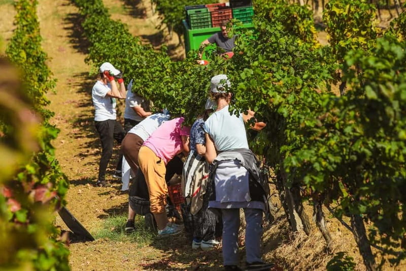 Lundër: Lundra Winery Guided Tour with Wine Tasting - Should you book the Lundra Winery tour?