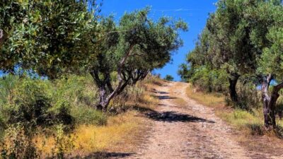 Musai Olive Oil Tour and Tasting