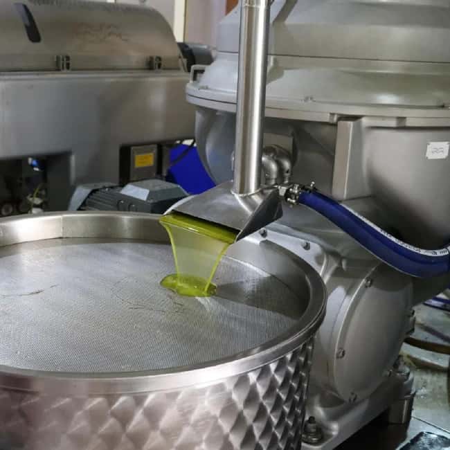 Musai Olive Oil Tour and Tasting - Going down to the fresh oil tanks