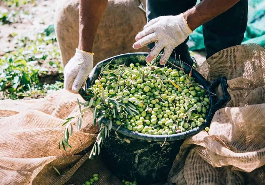 Musai Olive Oil Tour and Tasting - Buying a bottle straight from the source