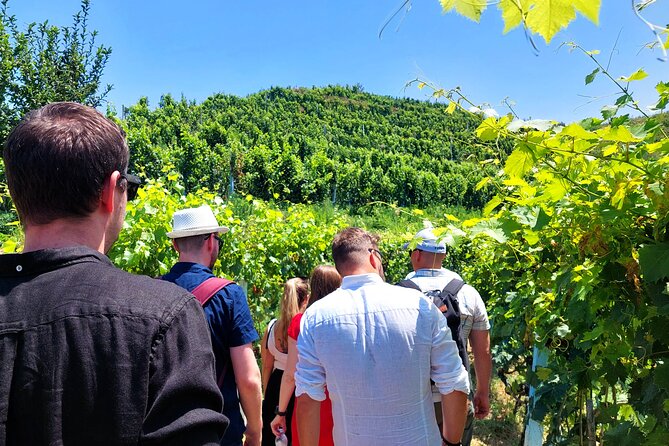 Vineyards, Albanian Wine Tasting & Boat Tour from Tirana/Durres - From Tirana or Durres to an Albanian vineyard