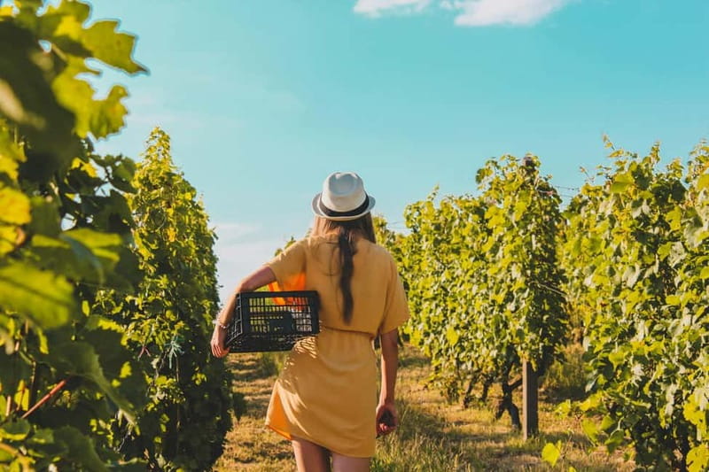 Wine Tasting & Vineyards Escape near Tirana - Walking the vineyard and learning about local grapes