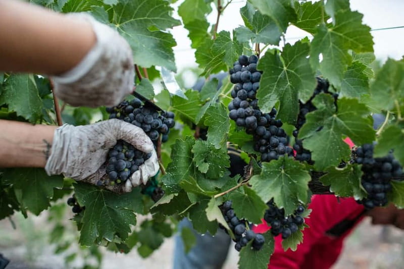 Wine Tasting & Vineyards Escape near Tirana - Three wines with local food, not a full lunch