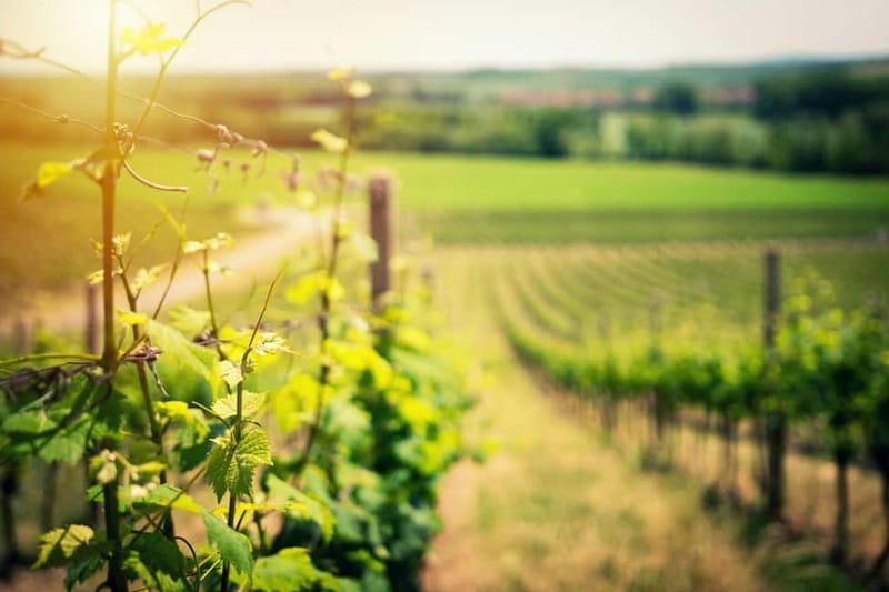 Wine Tasting & Vineyards Escape near Tirana - What the guide and host add to the day