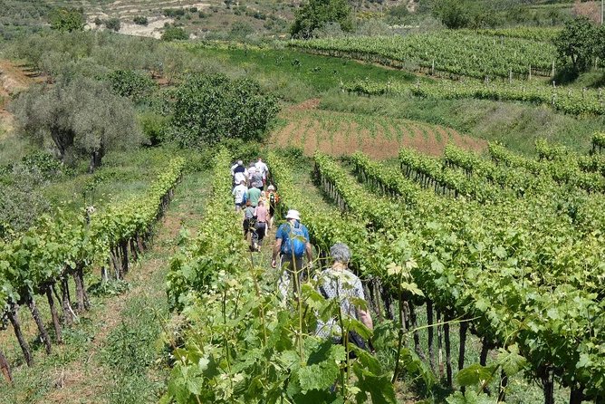 Winetasting tour in Alpeta winery - Roshnik village by 1001 Albanian Adventures - The human welcome is part of the experience
