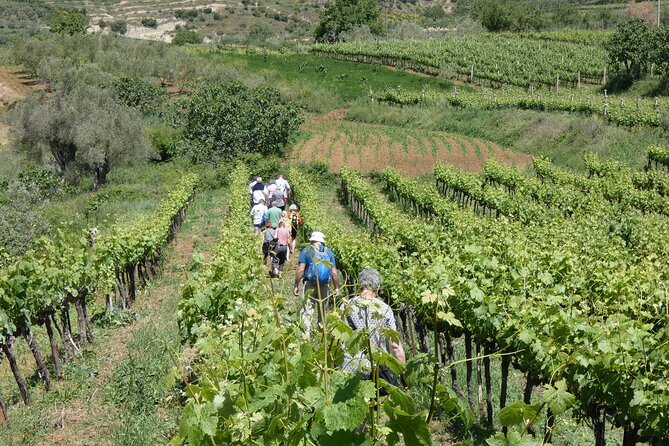 Winetasting tour in Alpeta winery - Roshnik village by 1001 Albanian Adventures - Who should book this Roshnik outing?